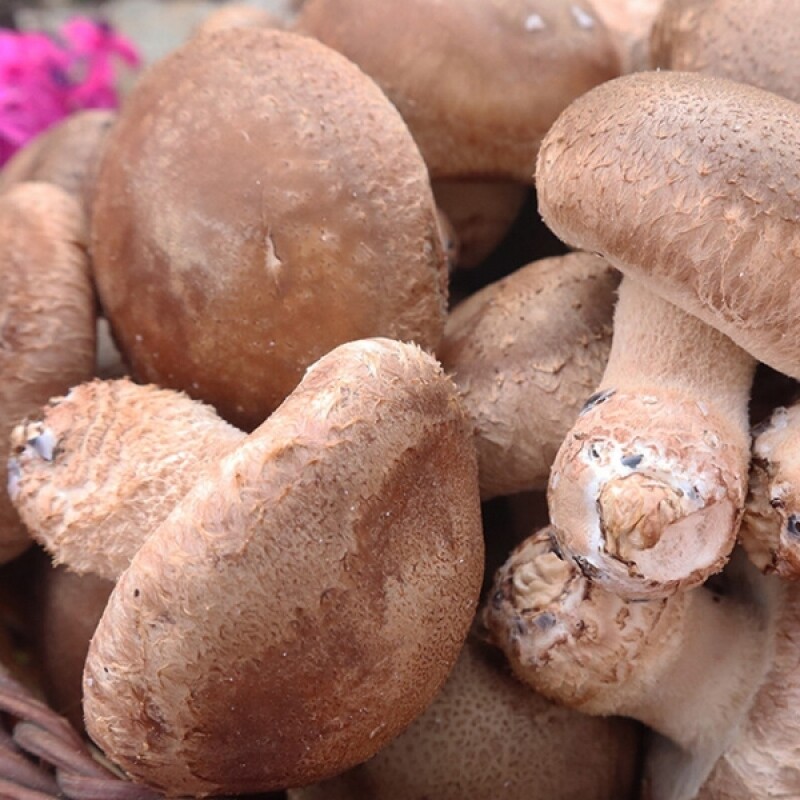 대관령송암버섯,솔송고버섯 1kg