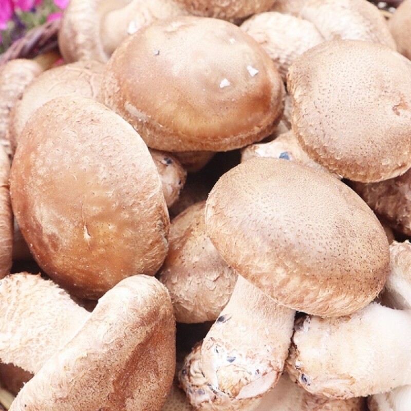 대관령송암버섯,솔송고버섯 1kg