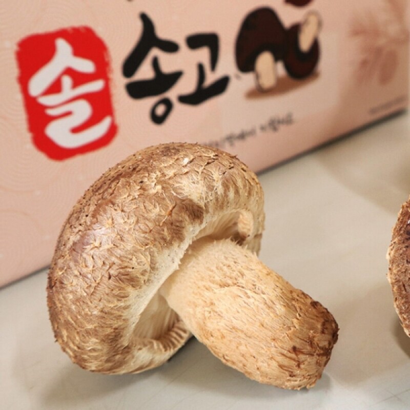 대관령송암버섯,솔송고버섯 1kg