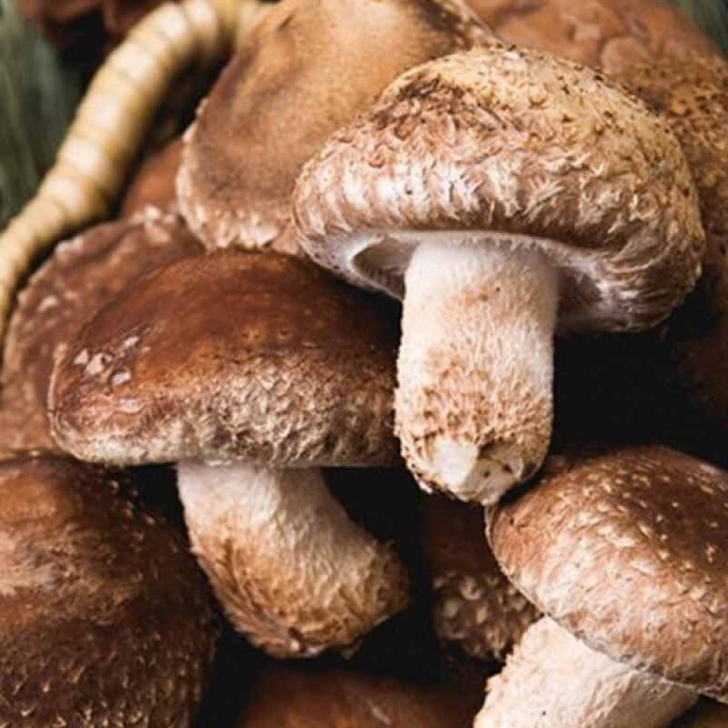 강릉표고버섯농장,솔송고버섯(대) 1kg