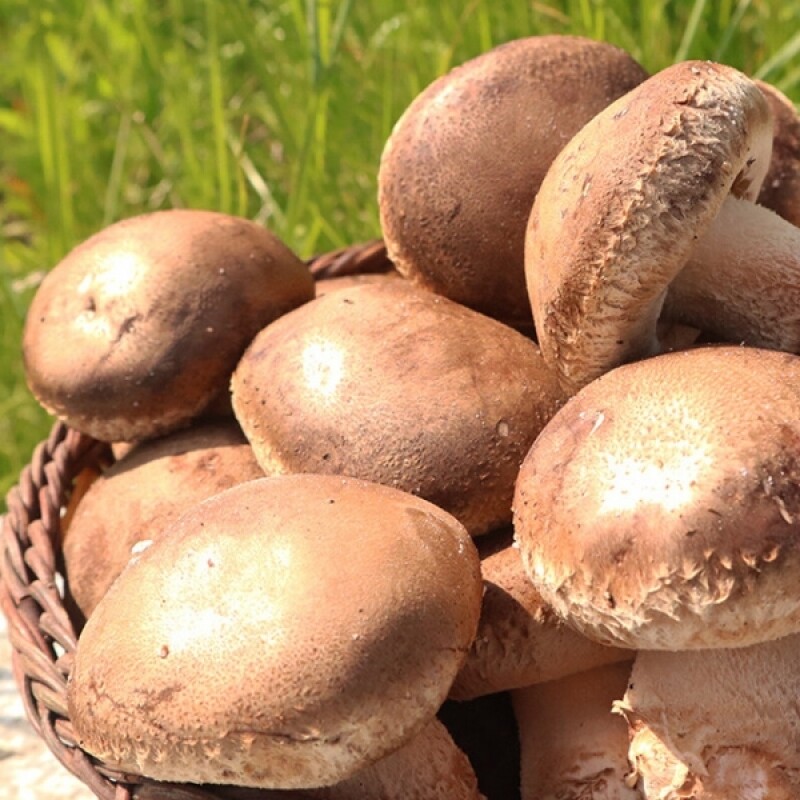 강릉표고버섯농장,솔송고버섯(대) 1kg