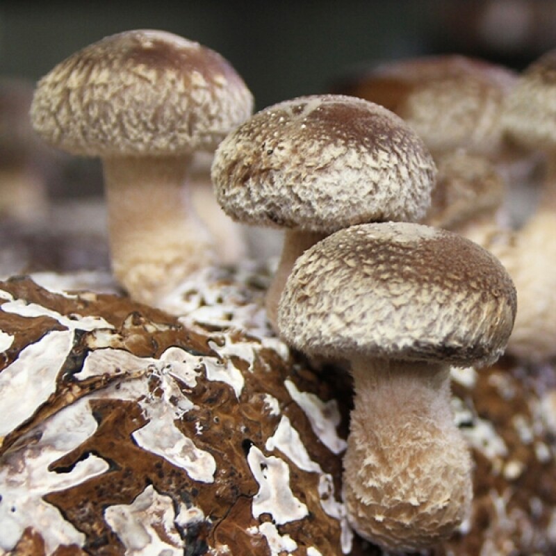 강릉표고버섯농장,솔송고버섯(대) 1kg